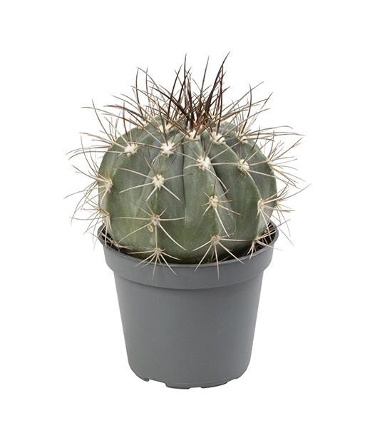 MELOCACTUS AZUREUS, D 6