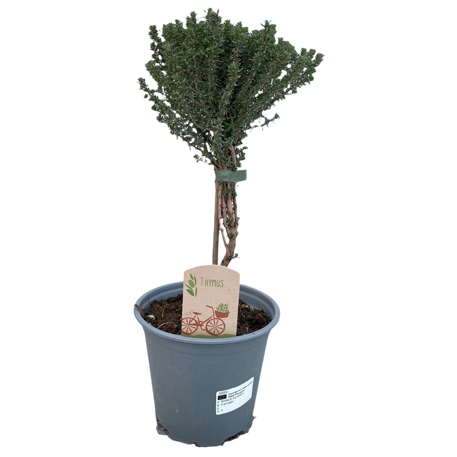 Thymus faustini "OP STAM", D 14