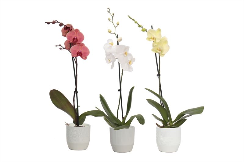 Tirza p12 vanille mix Phal mix 1T09+, D 12 cm