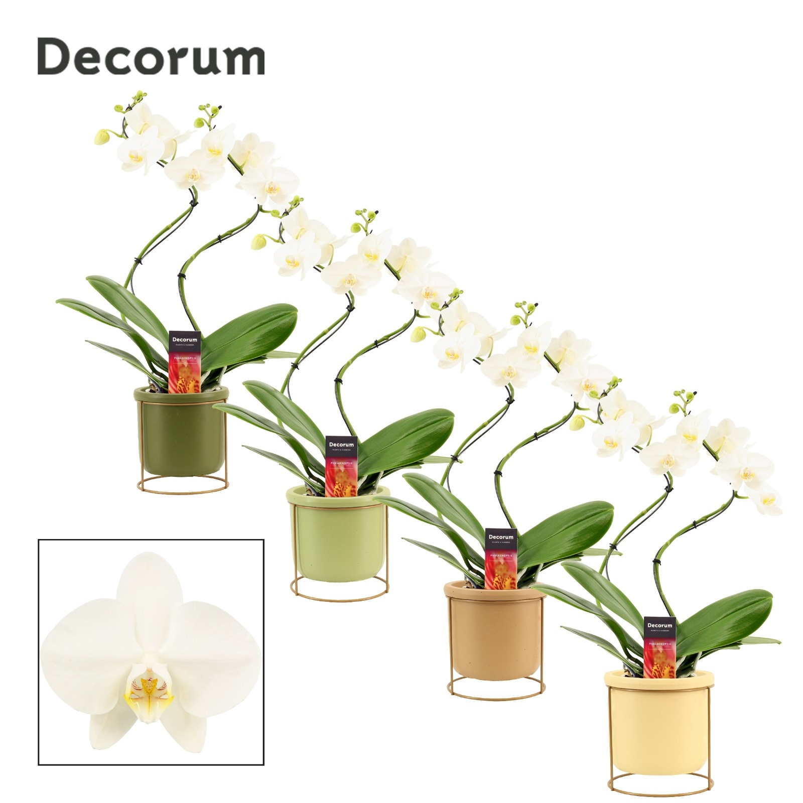 Phalaenopsis hurricane wit in Lynn (Silent moods-collection), D 12