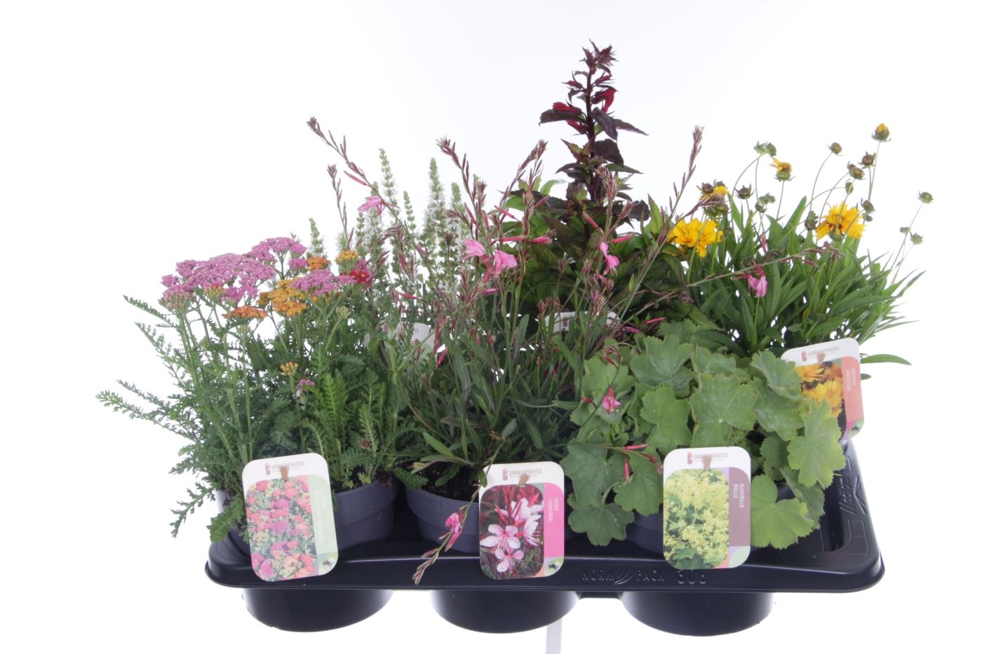 Vaste planten mix in tray, D 17