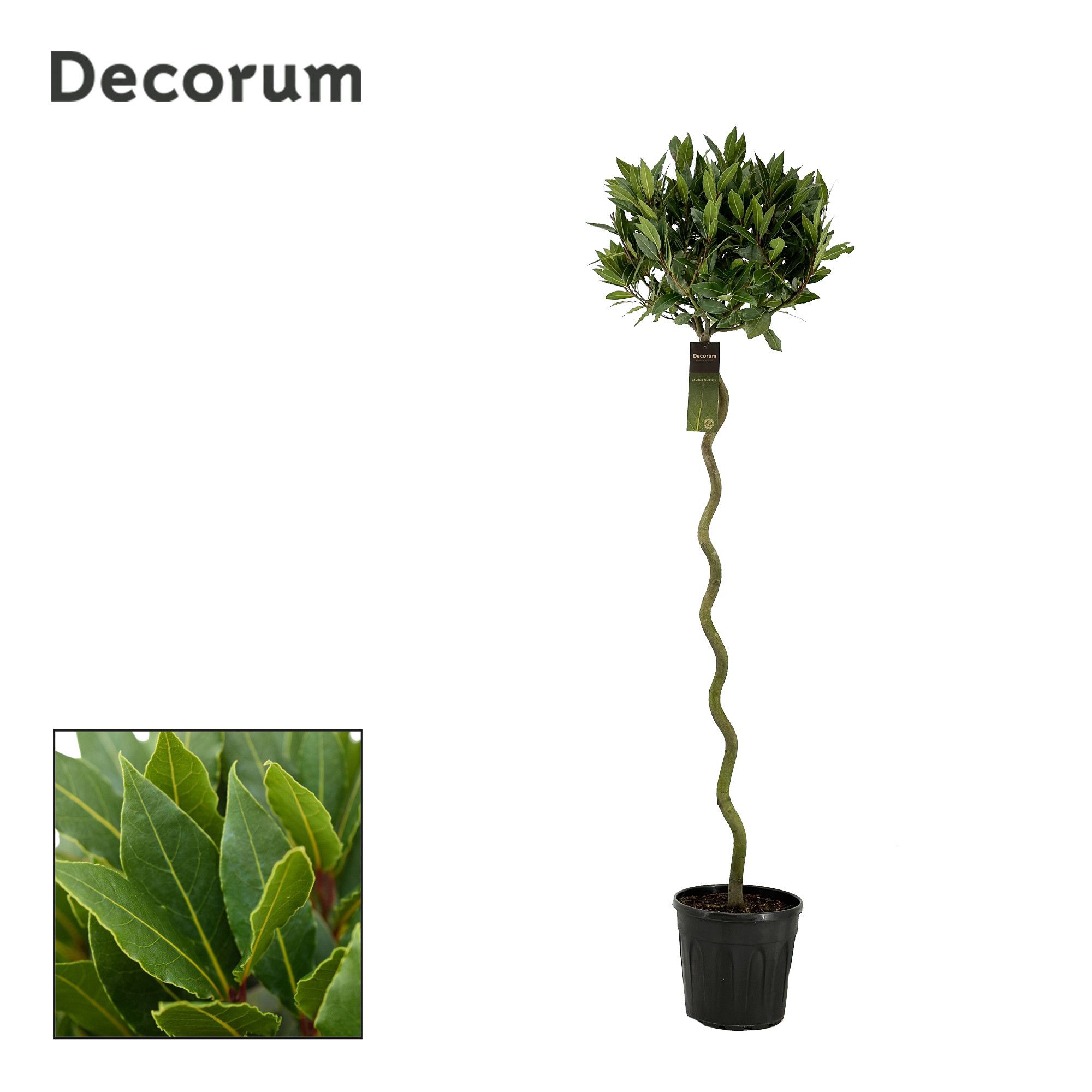 Laurus nobilis Spiraal stam, D 25