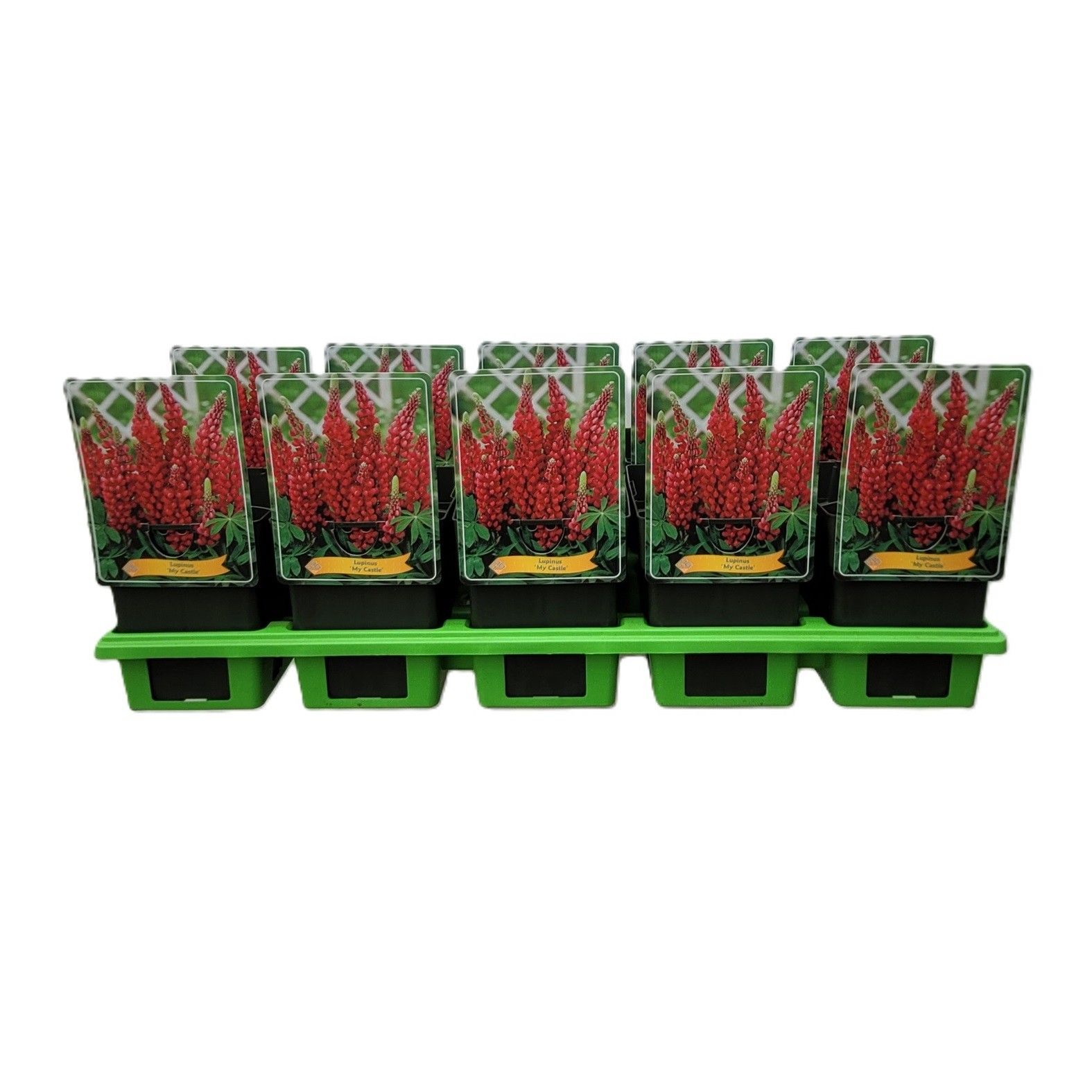 Lupinus 'My Castle P11, D 11 cm