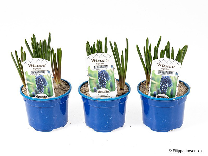 MUSCARI ARMENIACUM 'Nigth Eyes', D 9