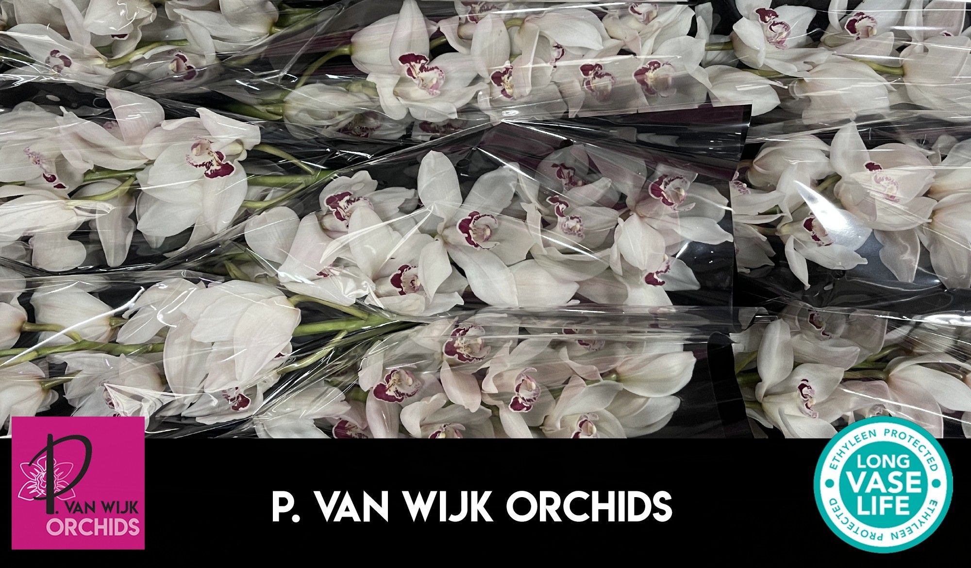 Цимбидиум Мазурка x9 60, шт.