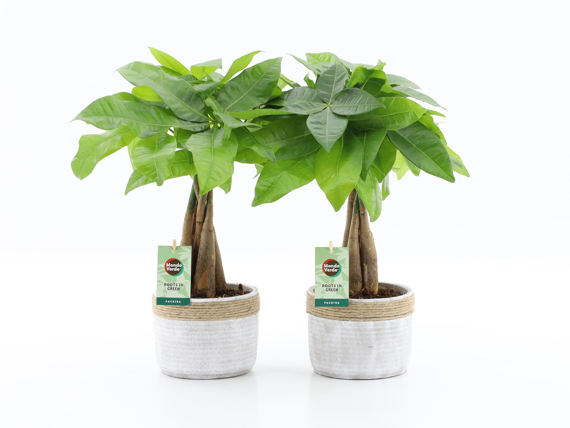 Pachira Aquatica gevlochten stam in Sturdy, D 13