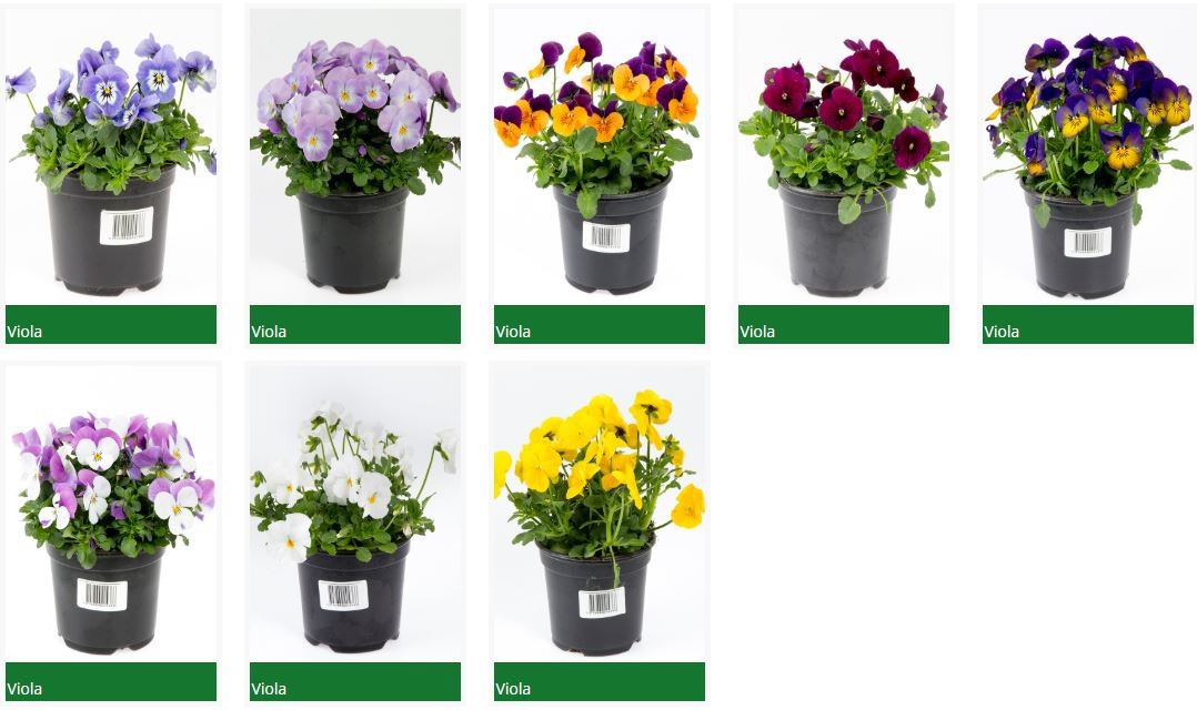 VIOLA CORNUTA-HYBRID, D 9