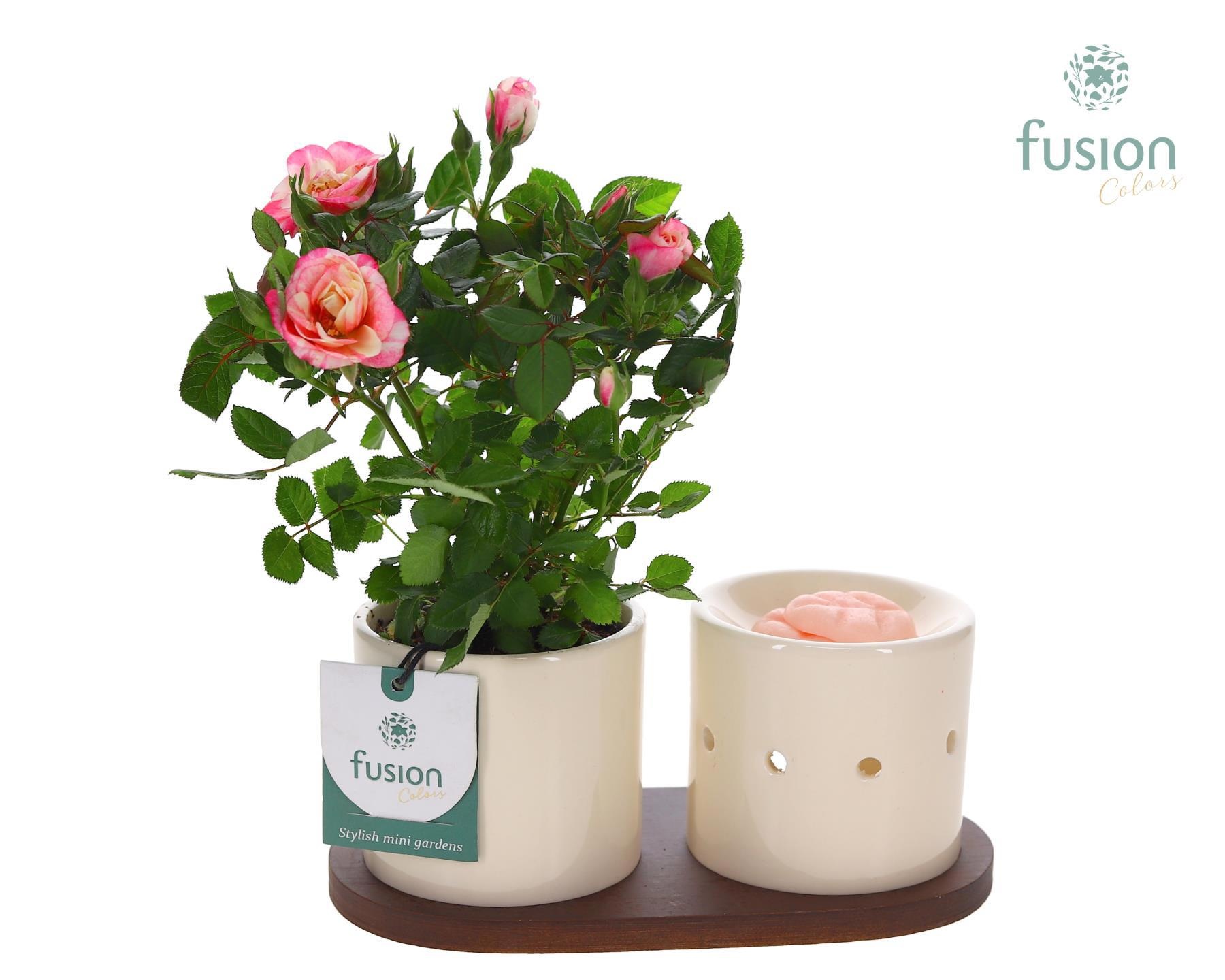 Fusion Scents keramiek Gift set plankje met Potroos, D 20