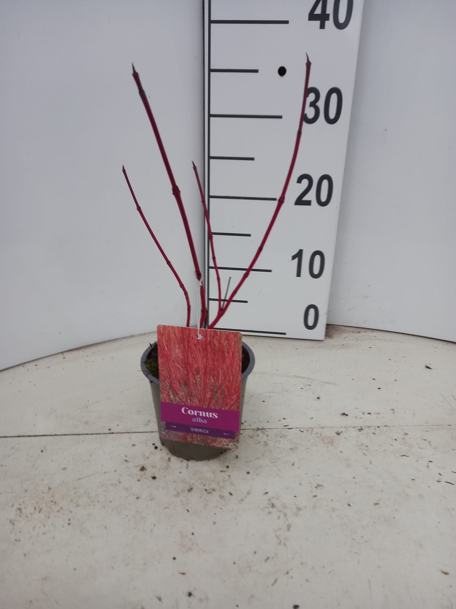 Cornus alba 'Sibirica', D 12