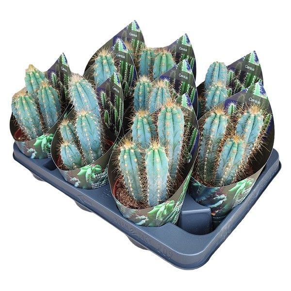 PILOSOCEREUS AZUREUS - POT Ø 10,5 WITH POTCOVER (CACTUS), D 10,5