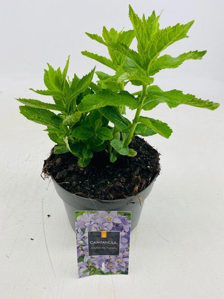 Campanula lact. 'Prichard's Var.', D 17 cm