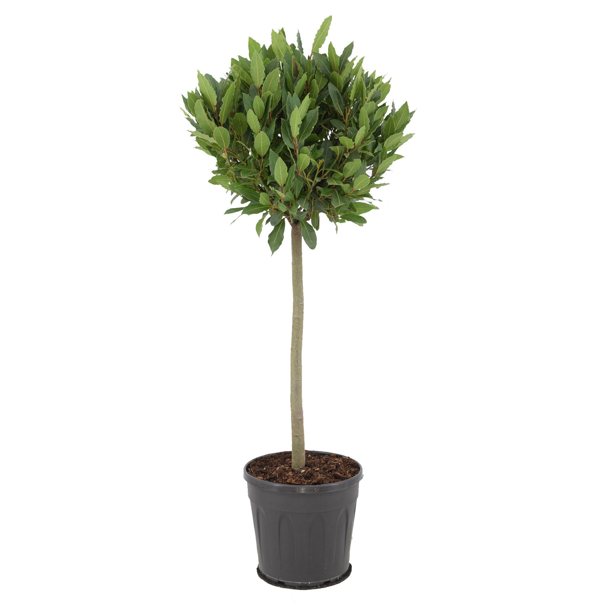 Laurus nobilis Bol op stam, D 25