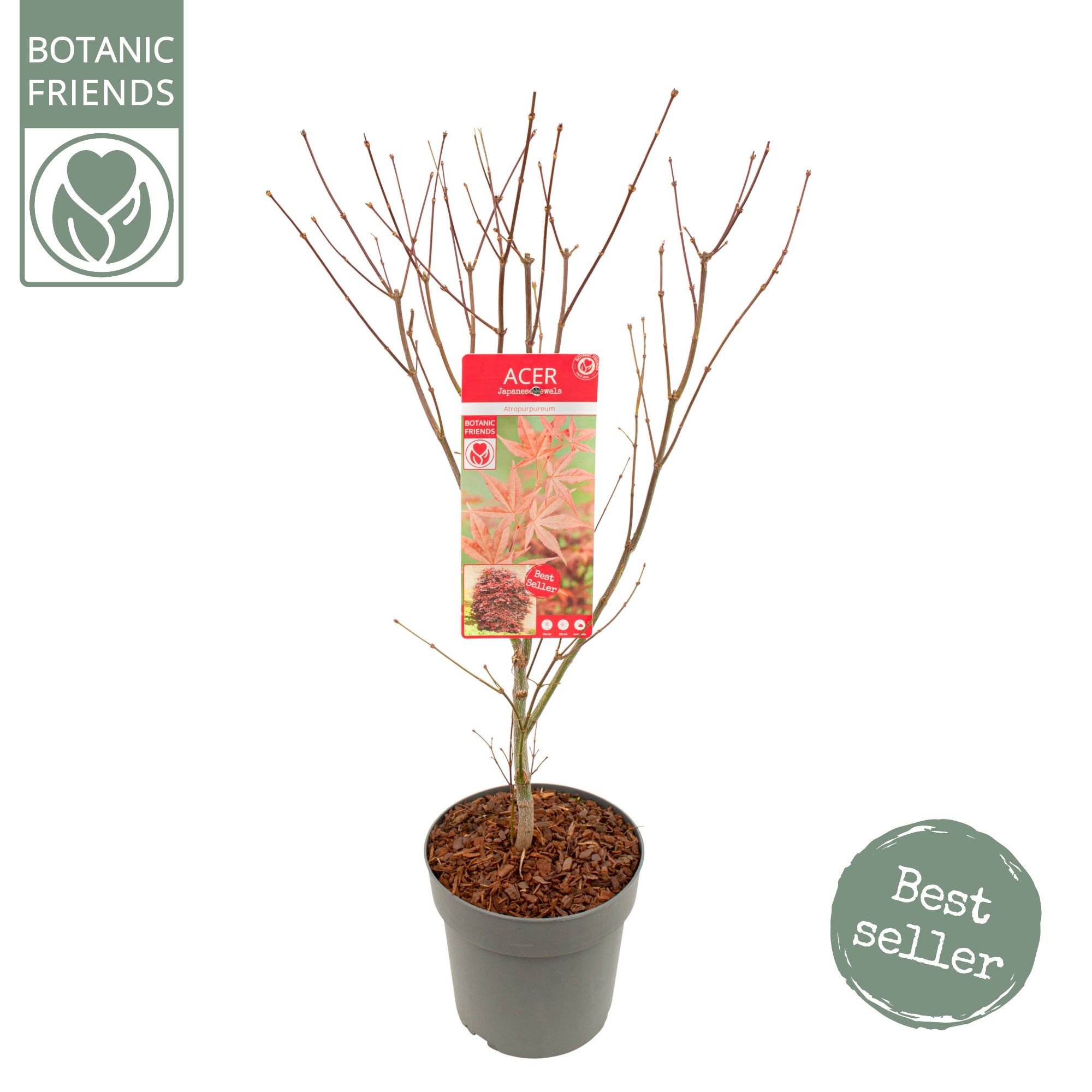 Acer palm. 'Atropurpureum', D 24