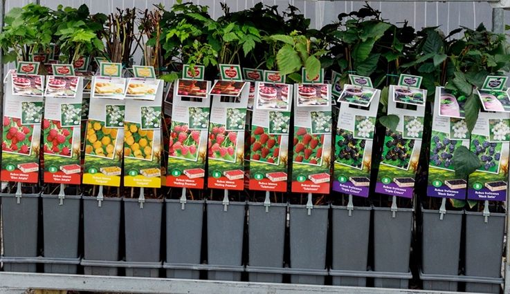 Mix VP2 - Rubus frut./idaeus Mix 2 liter braam / framboos (CC of laag), D 11