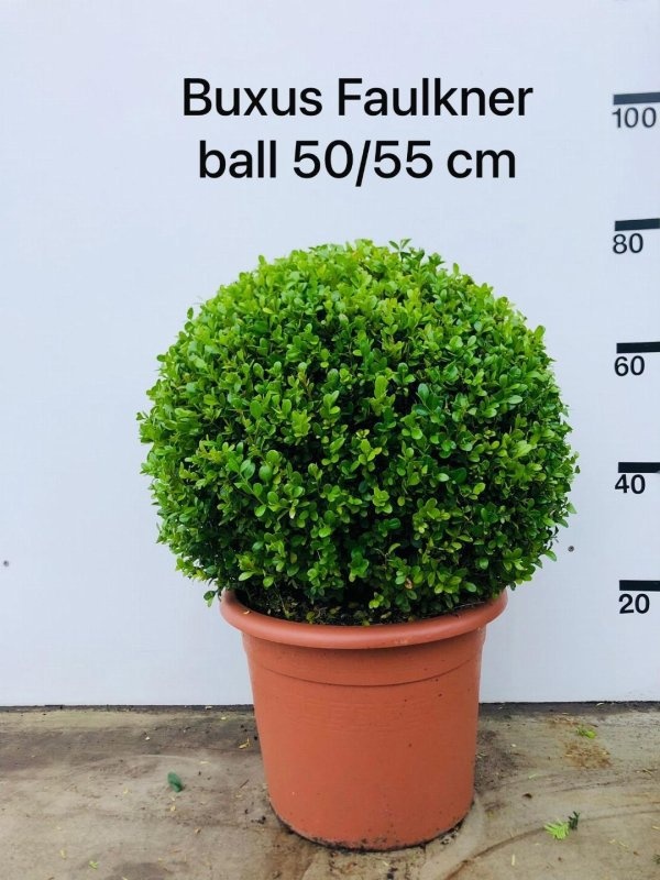 Buxus micr. 'Faulkner', bol, D 38