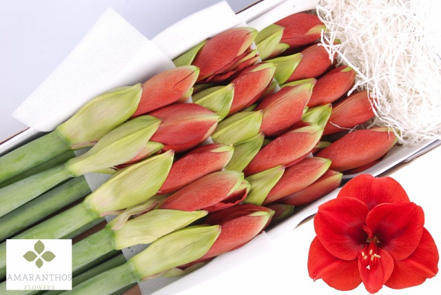 Амарилис Феррари (красн.) x15, шт.