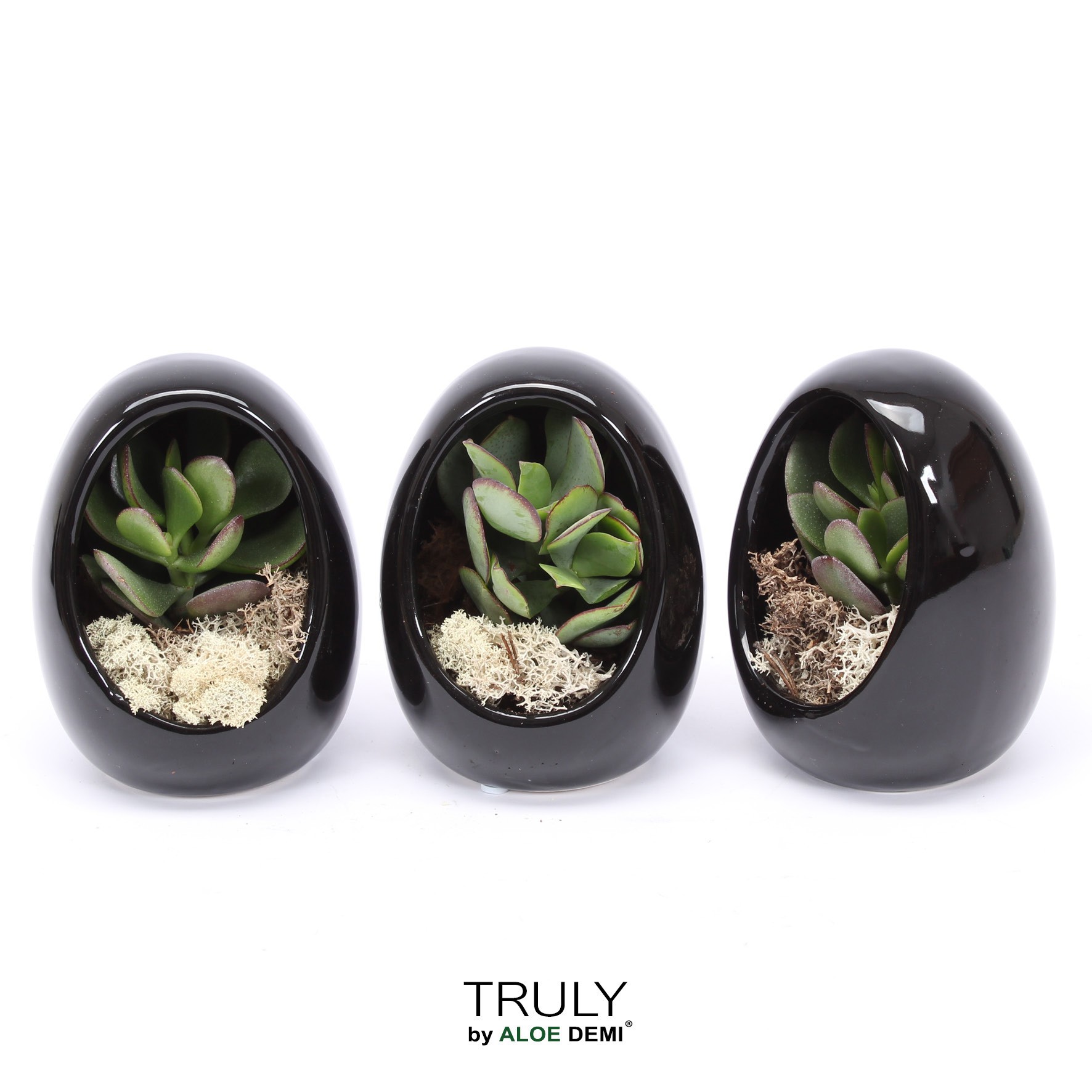 TRULY Crassula, Egg black, D 10