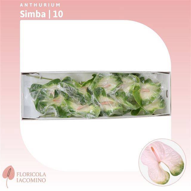 Антуриум Симба, шт.