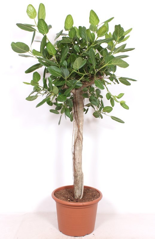 Ficus Benghalensis, D 45 cm