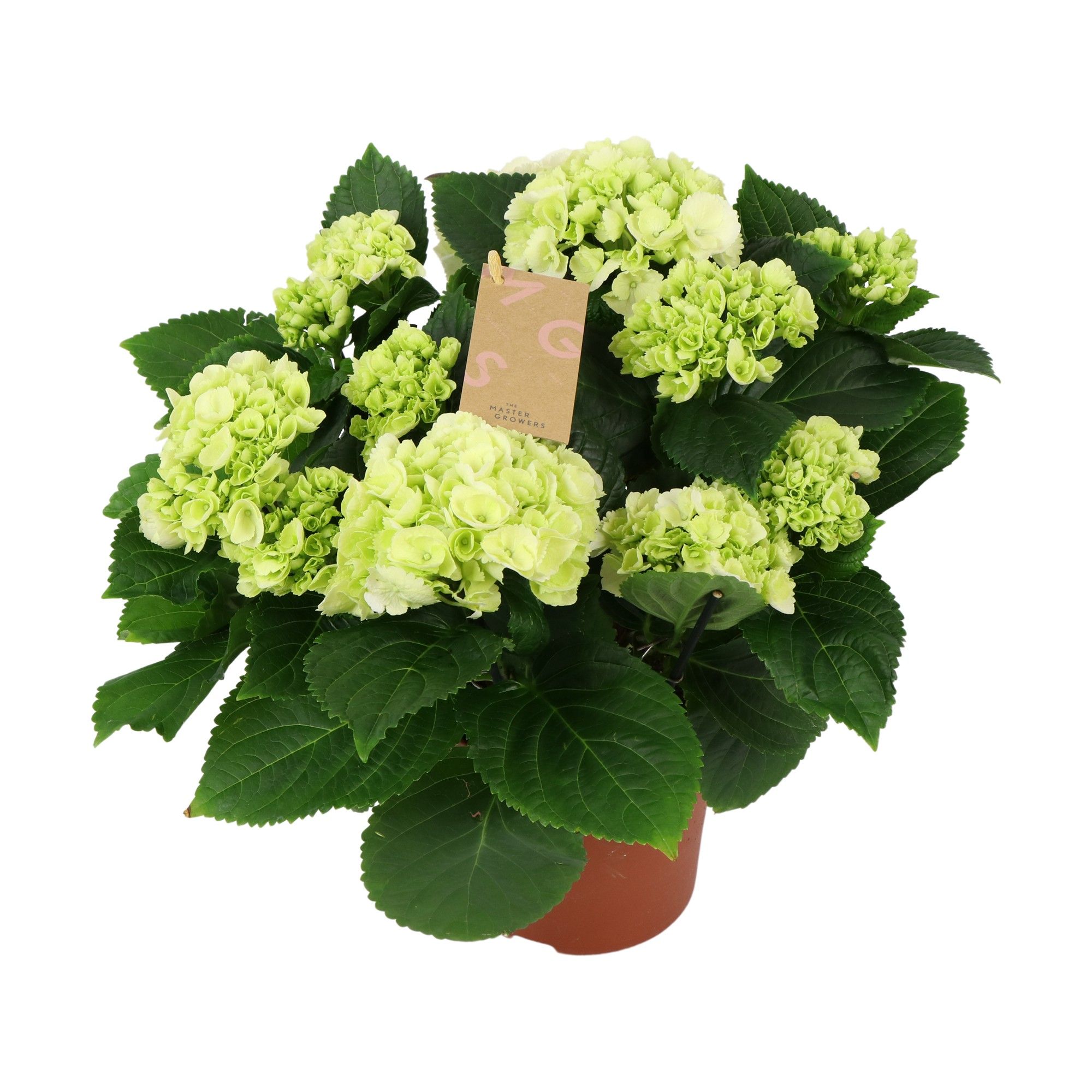 Hydrangea white 7/8 flowers, D 14