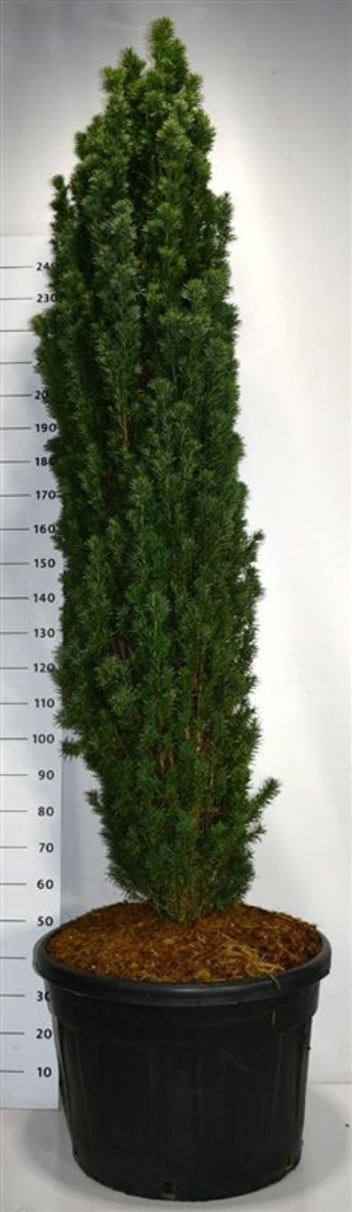 Taxus b. 'Fastigiata Robusta', D 77