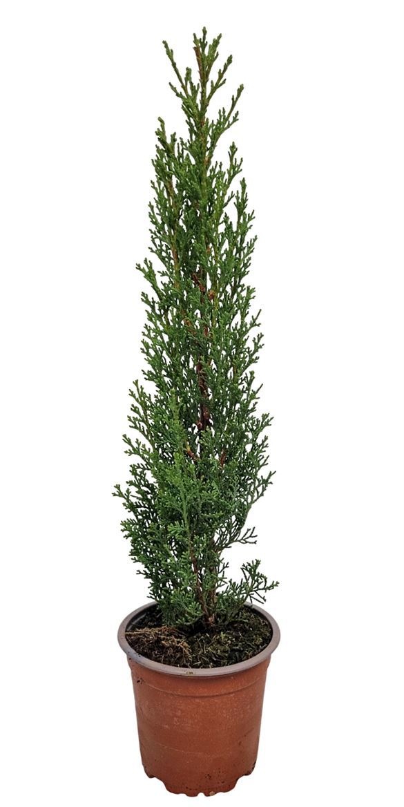 Cupressus Sempervirens Totem, D 12 cm Cupressus Sempervirens Totem, D 12 cm