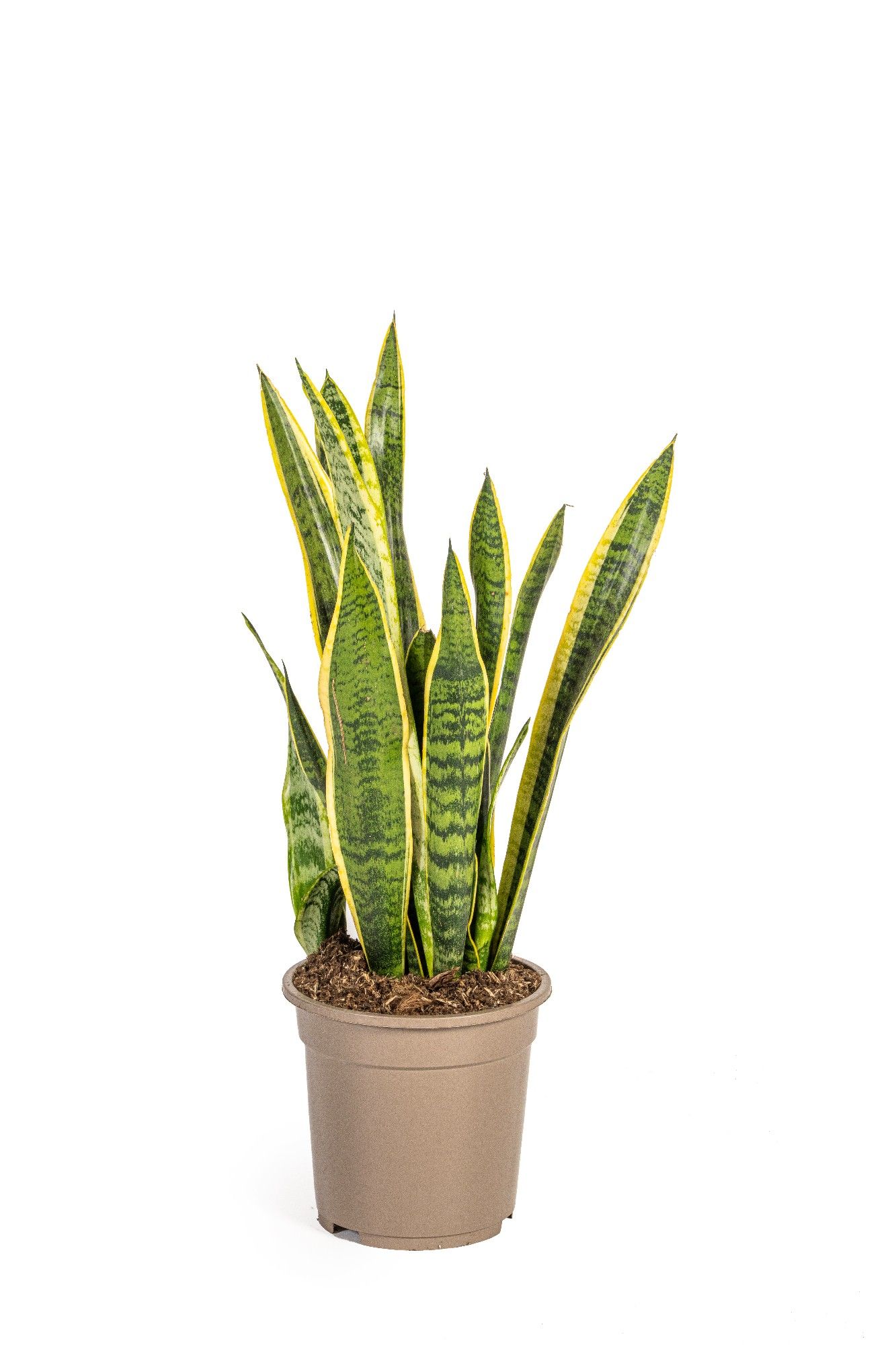 Sansevieria Laurentii T19, D 19