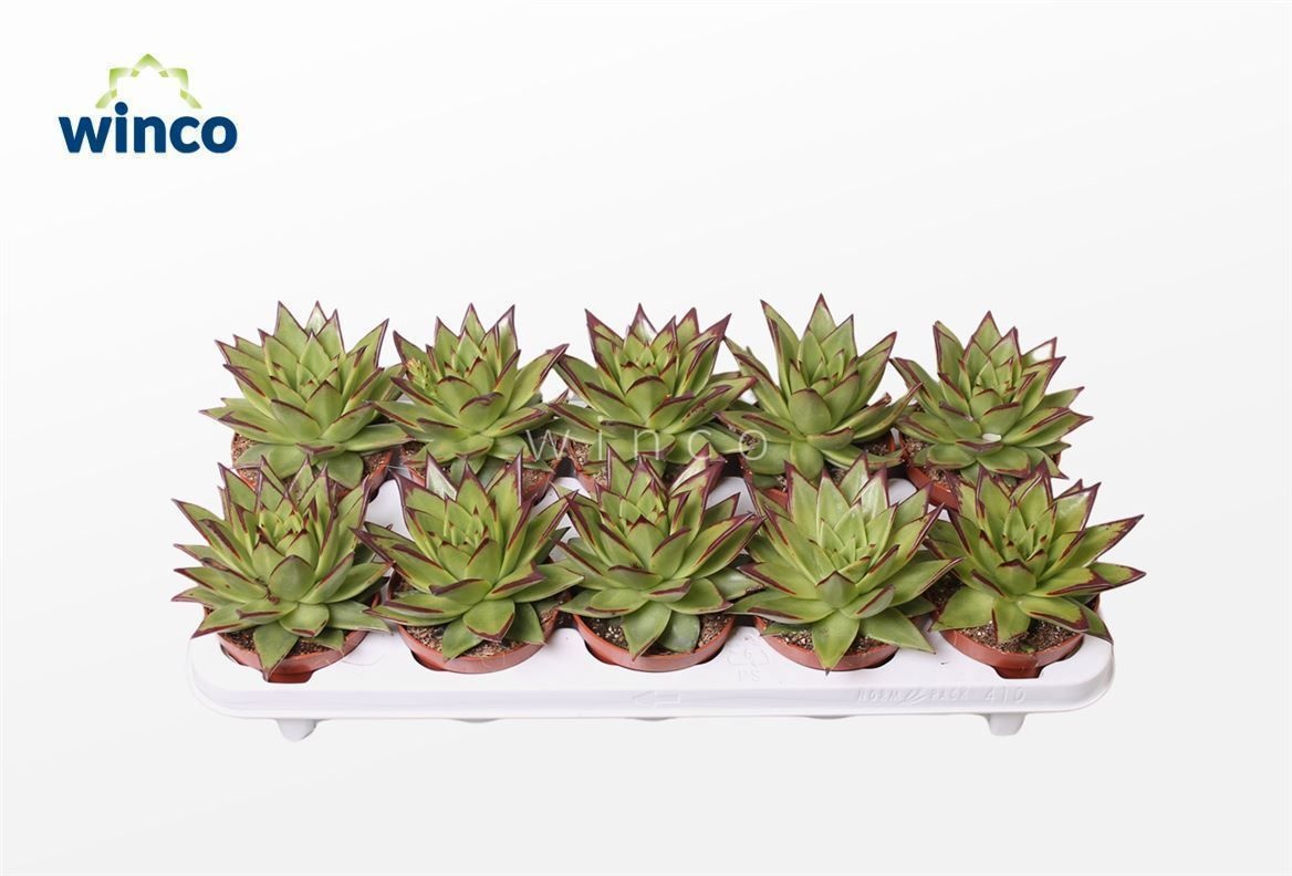 Echeveria Lipstick (Dr), D 10,5