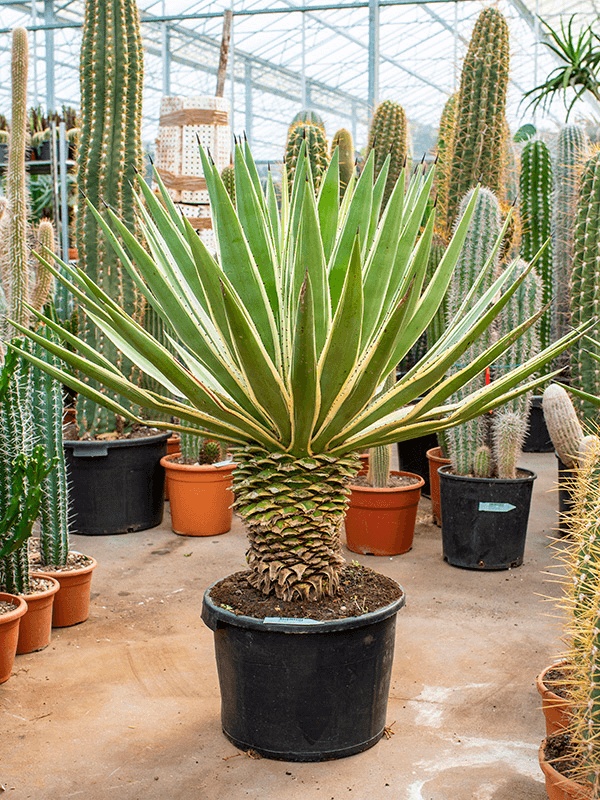 Agave angustifolia, D 44