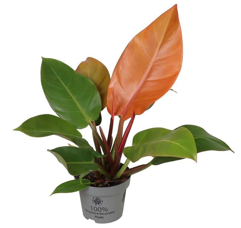PHILODENDRON-HYBRID 'CHERRY RED', D 12