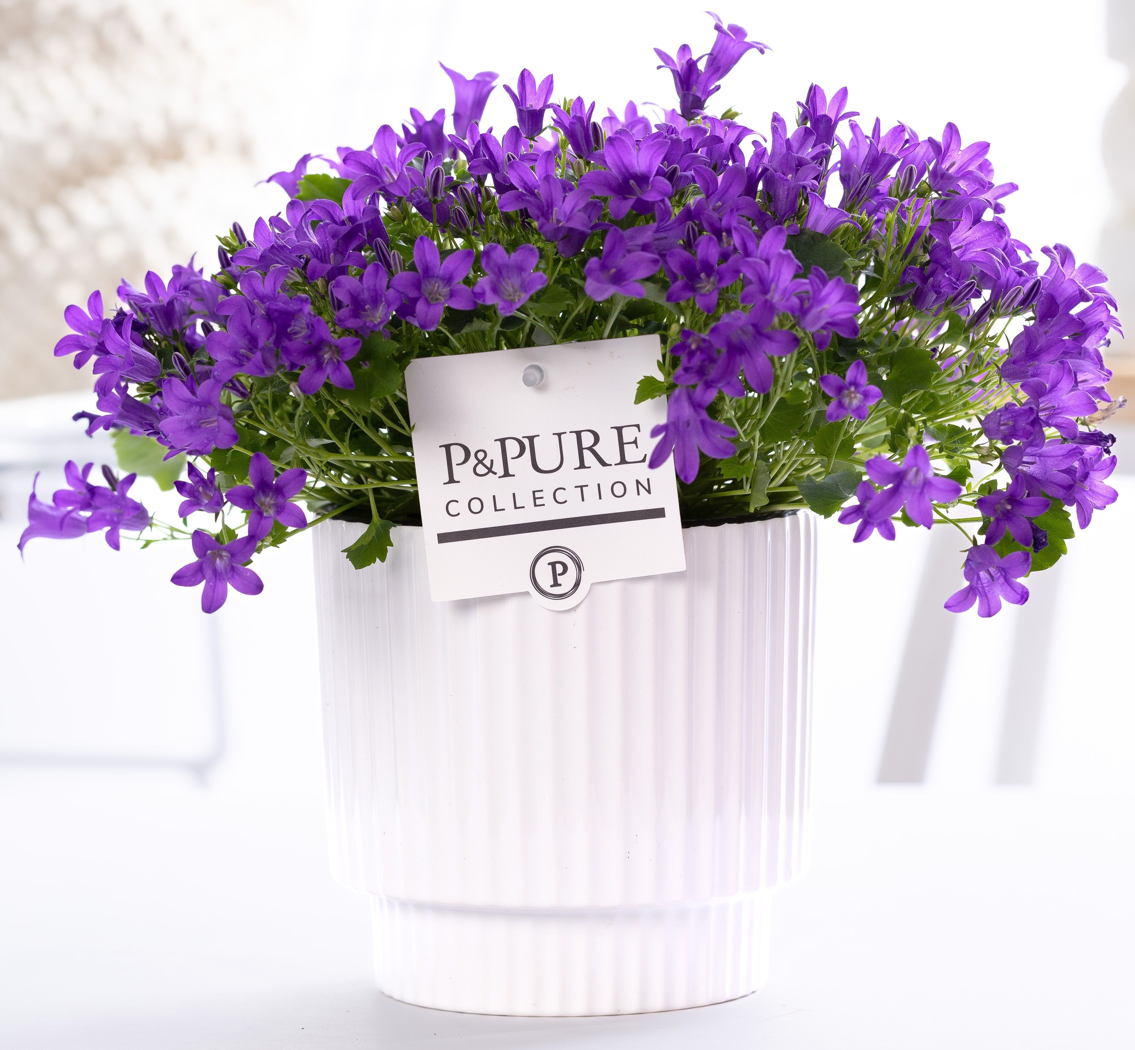 Campanula Porto LL Pure Ivy Ceramics, D 15