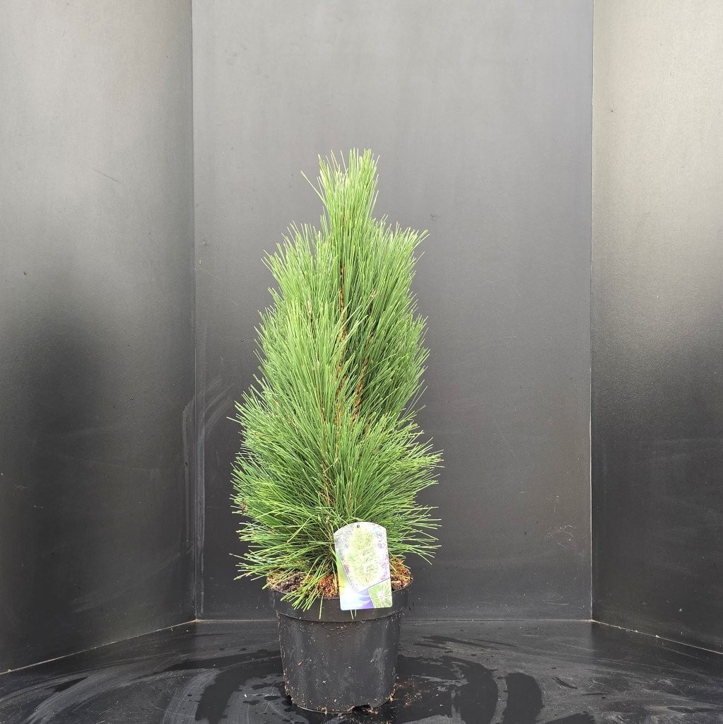 Pinus nigra Pyramidalis, D 26 cm
