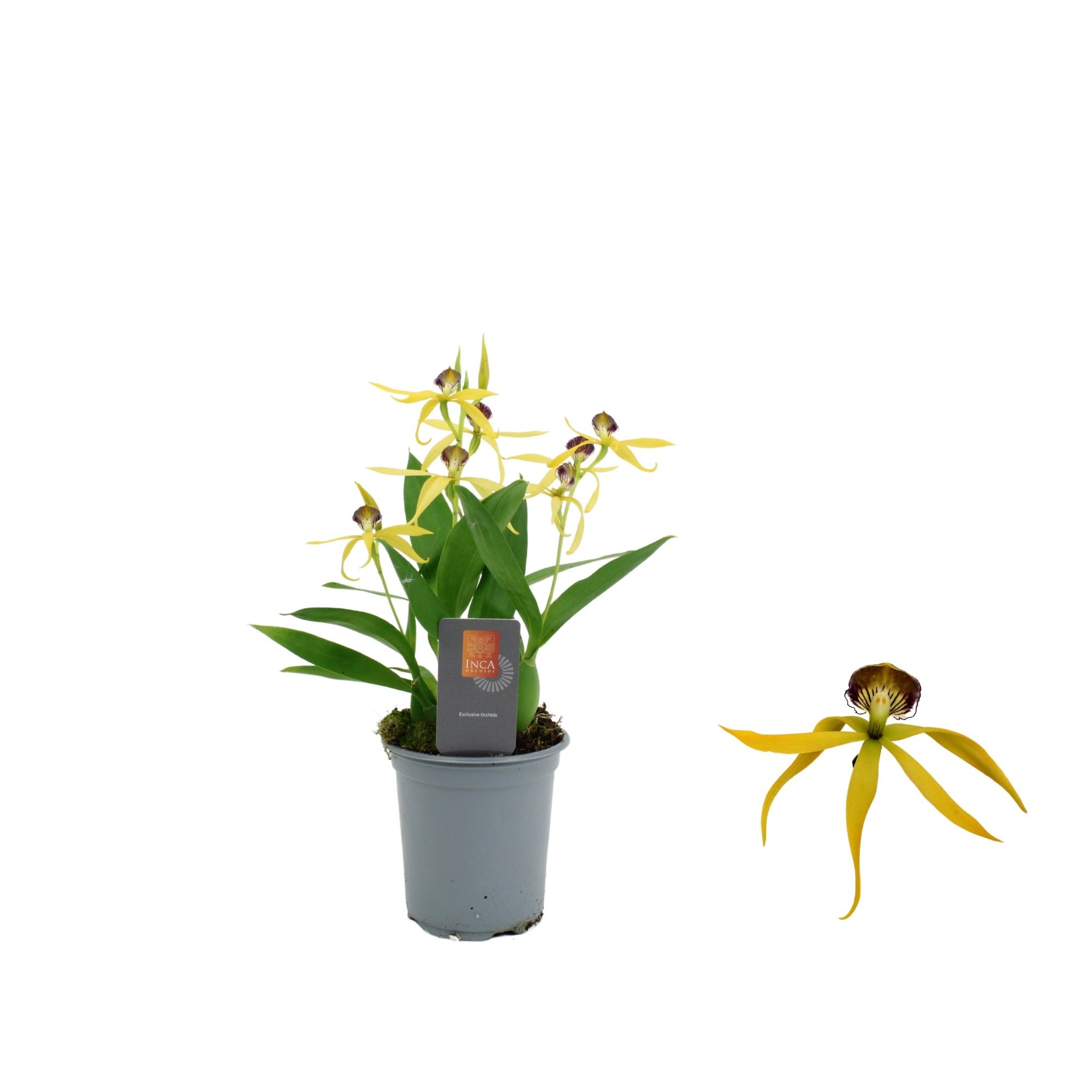 Inca Cochleata Encyclia 'Tarantula Yellow' 9cm, D 9