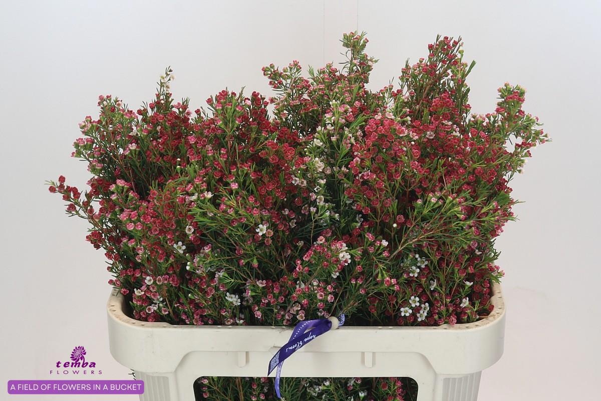 Шамелациум Май Свит Сикстин 70, шт.