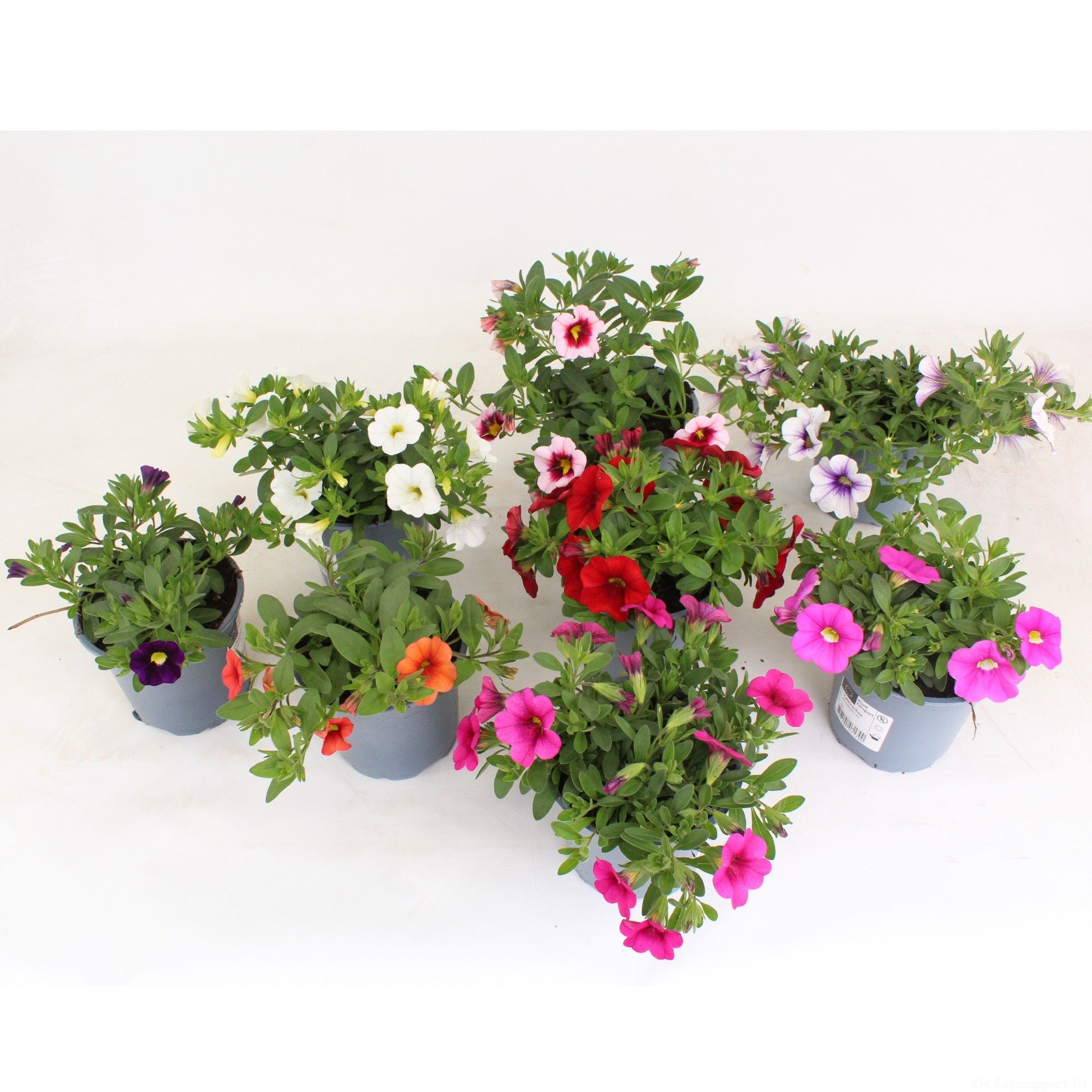 Calibrachoa Million Bells Mix layer, D 10,5