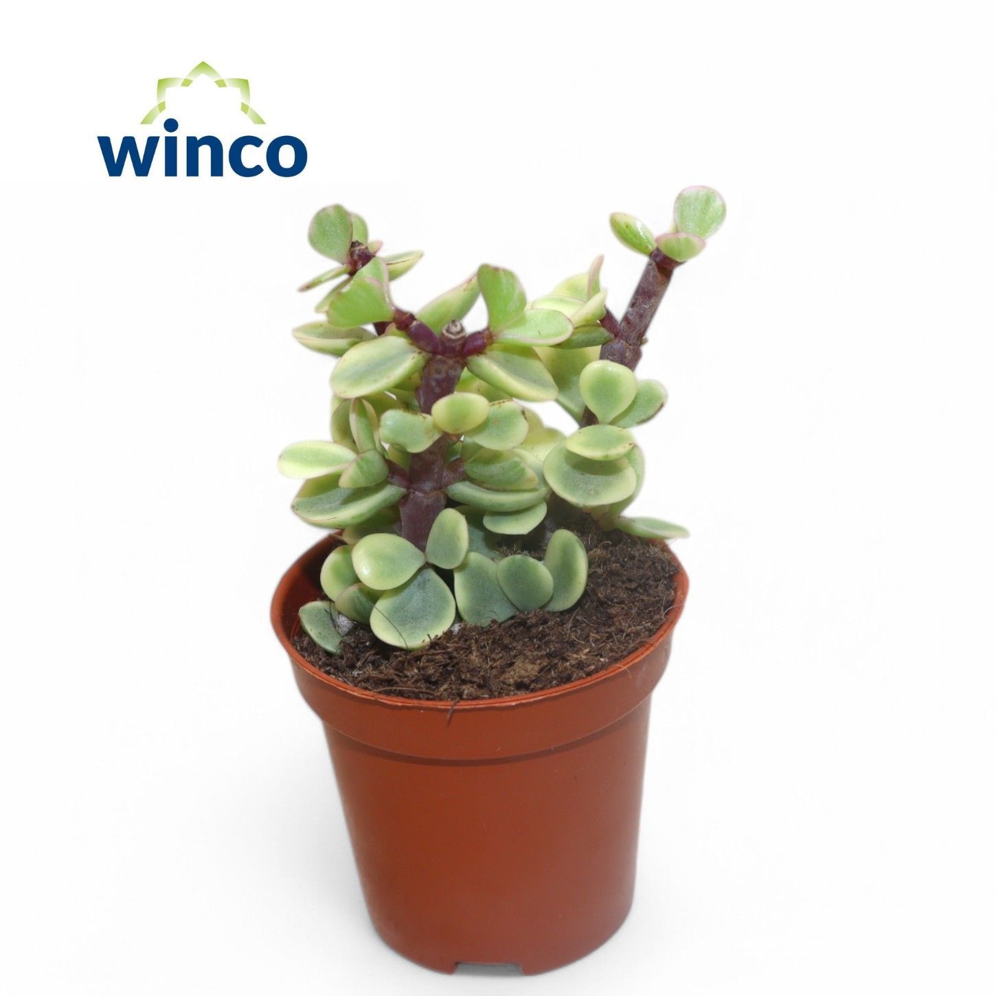 Crassula Afra Variegata, D 5,5