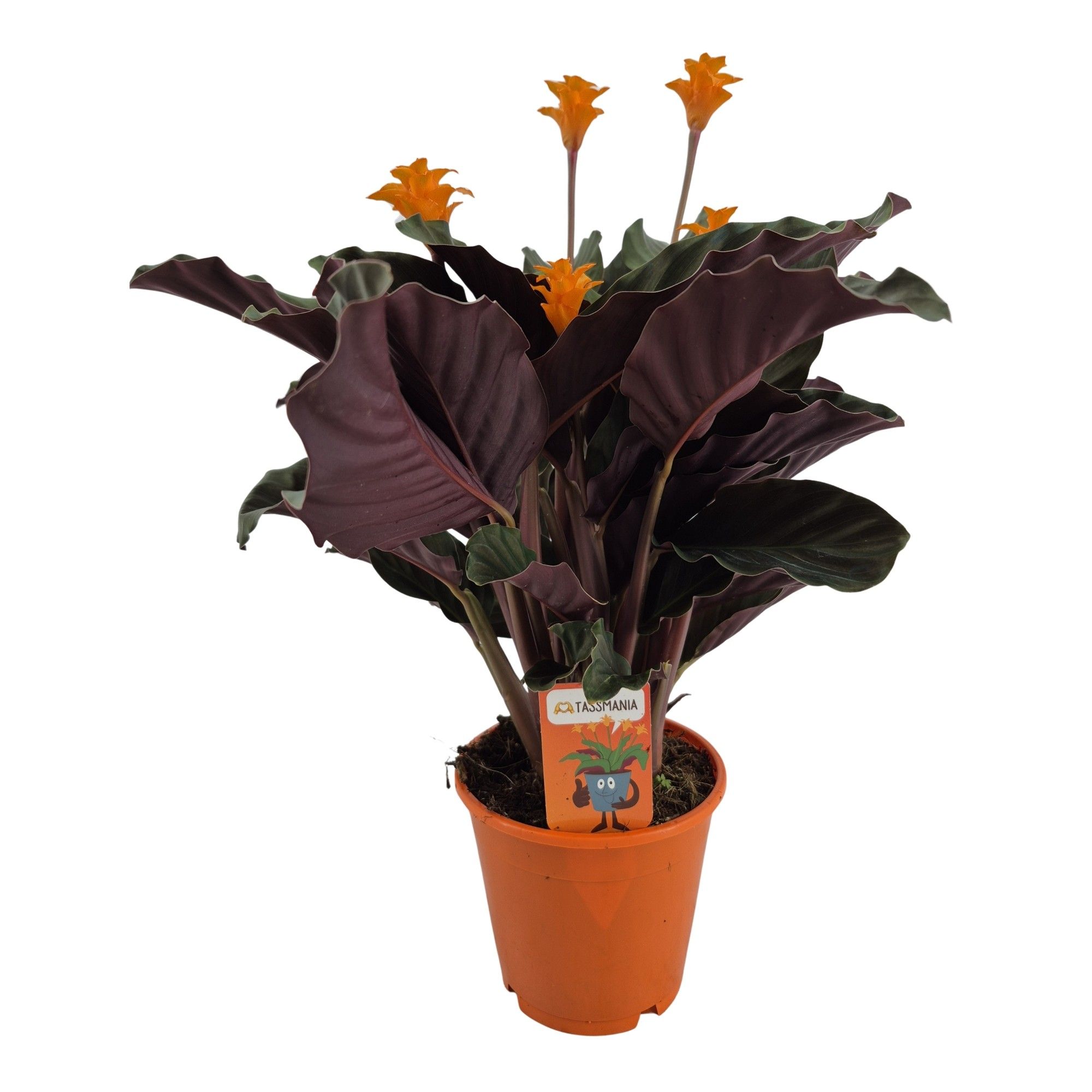Calathea crocata 'Tassmania' 5-6 bl in oranje pot, D 14
