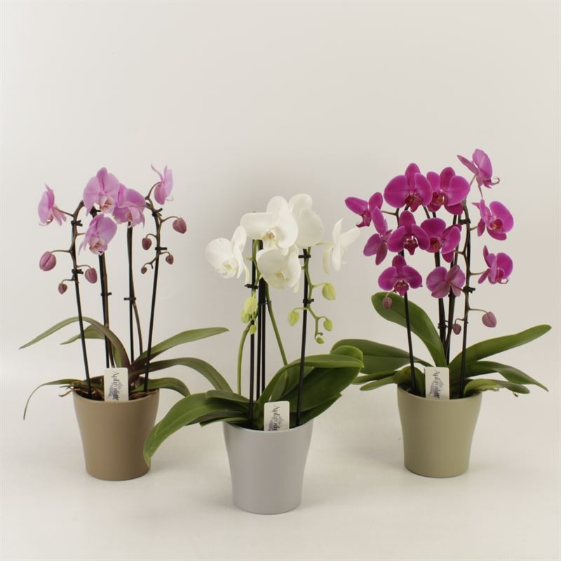 Phalaenopsis Elegant Cascade Duoboga mix in Modern living keramiek, D 12 cm