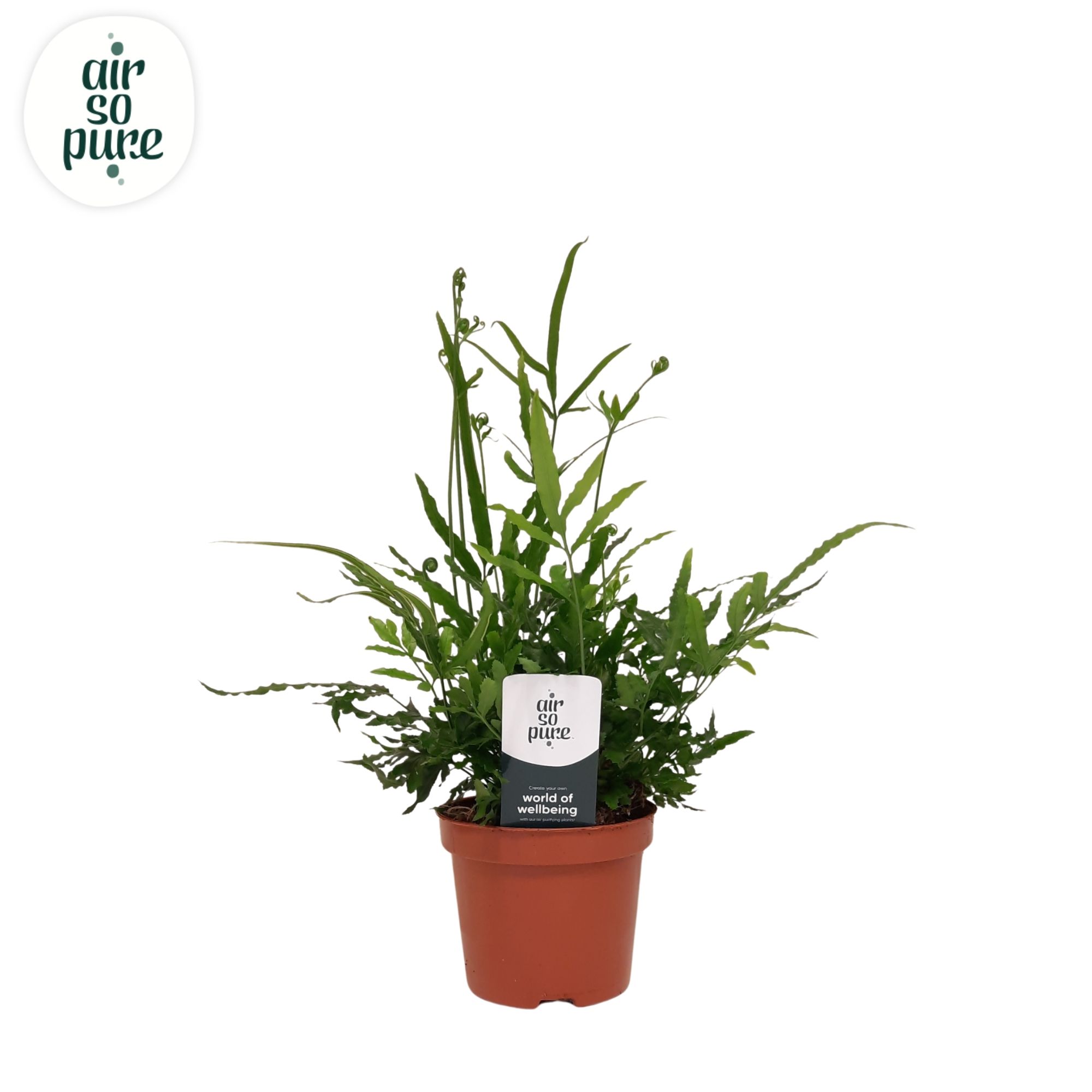 Pteris evergreen - Air So Pure, D 9