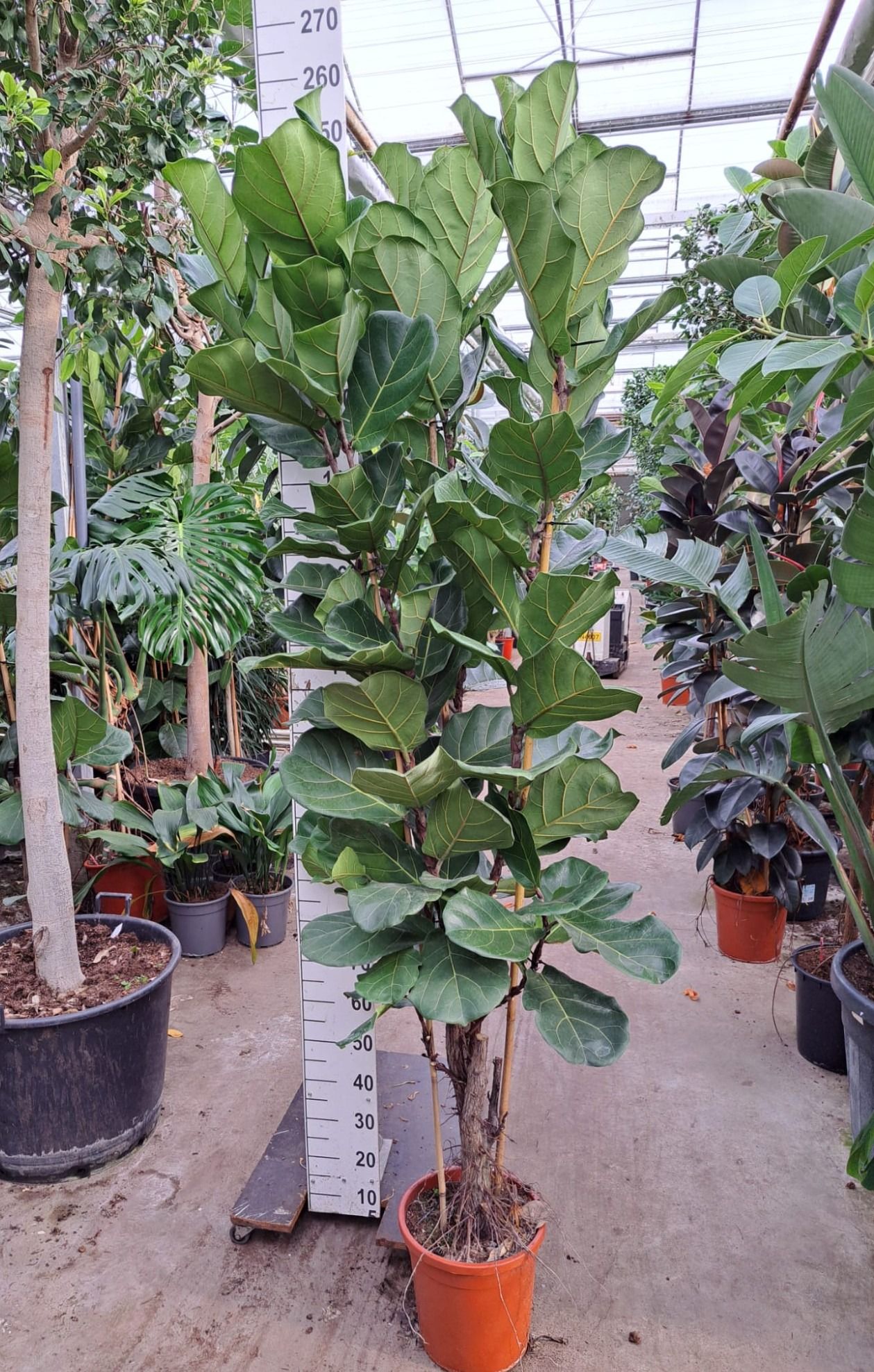 Ficus Lyrata vertakt 240, D 30