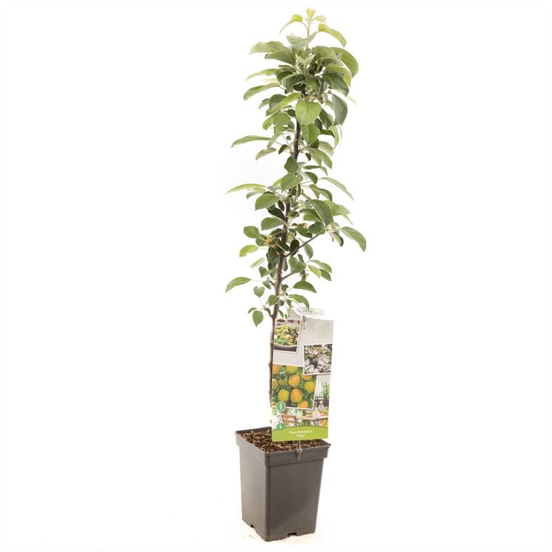 Malus dom. Polka zuilvorm Rood-groene appel, D 18