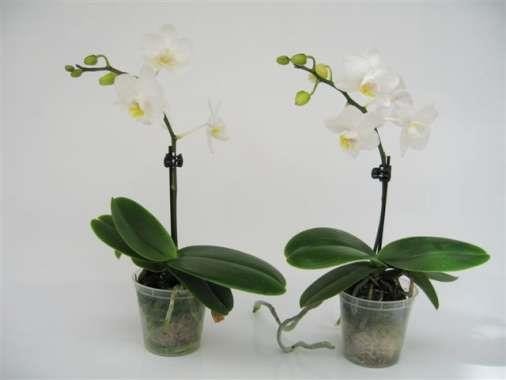 PHALAENOPSIS-HYBRID G 6101 1 SP WHITE, D 6 cm