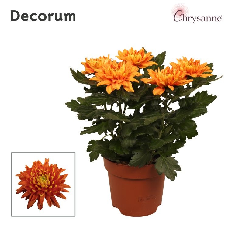 Chrysanne® Zembla Next Orange p17, D 17 cm Chrysanne® Zembla Next Orange p17, D 17 cm