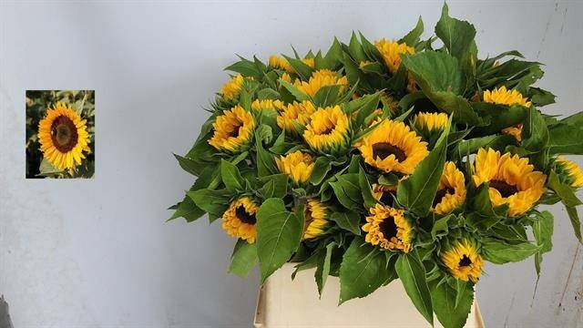 Гелиантус Санрич Оранж 80 (оранж.), шт. Гелиантус Санрич Оранж 80 (оранж.), шт.