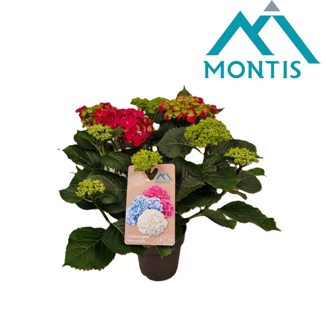 Hydrangea River Fire 15 cm 5+, D 15