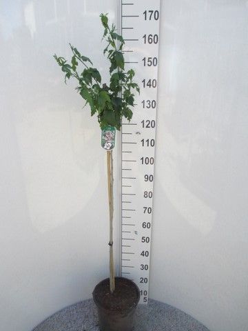 Hibiscus syr. Hamabo 100st. P28, D 28 cm