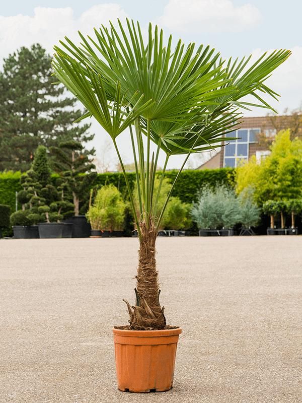 Trachycarpus fortunei (160-200), D 35