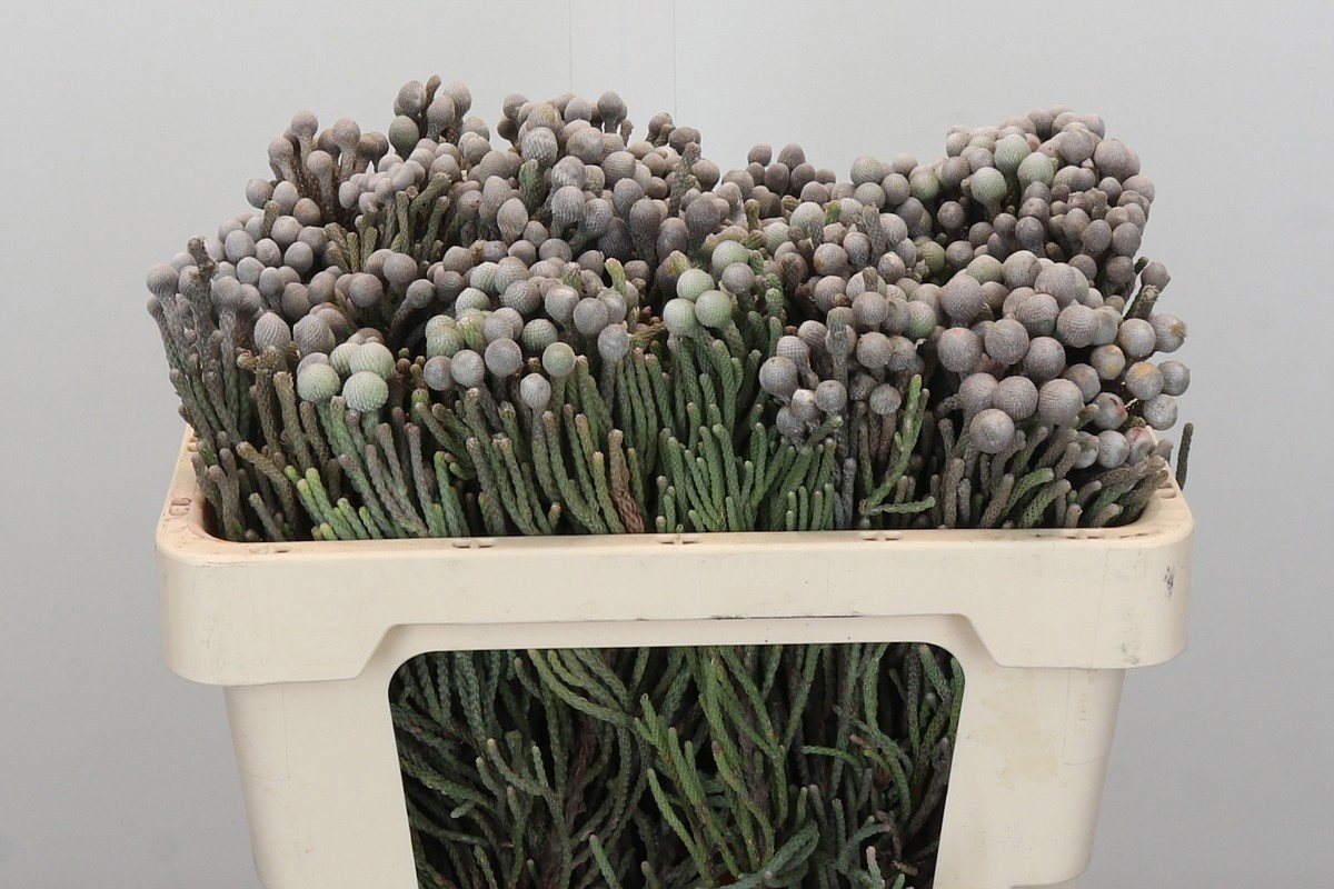 Бруния Лаевис 50 (сер.), шт.