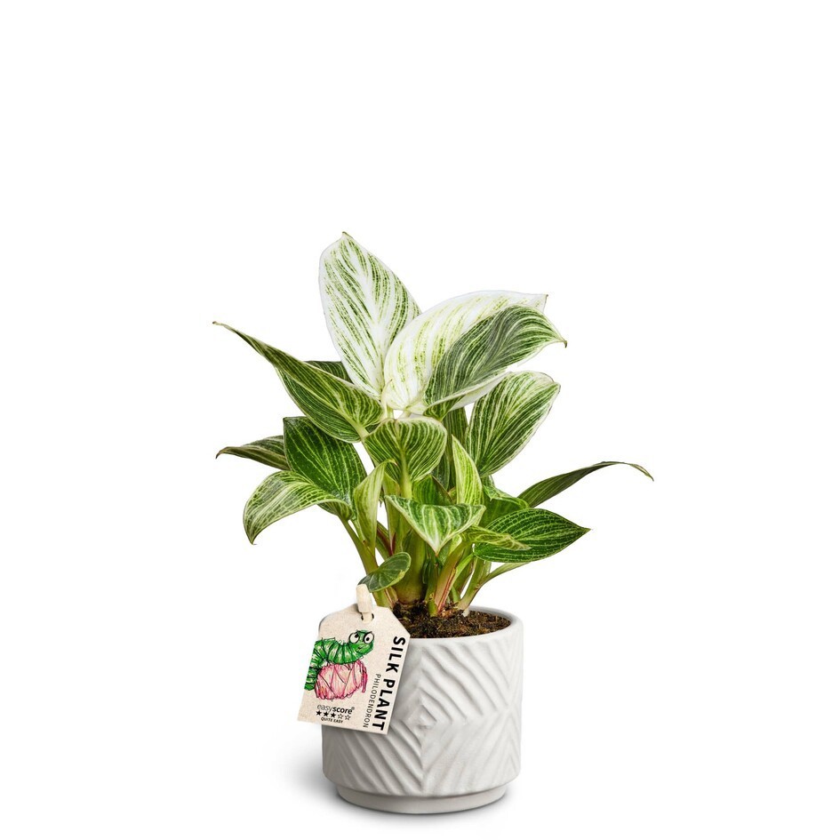 PHILODENDRON-HYBRID 'WHITE MEASURE' 40626025 Dune, D 7 cm