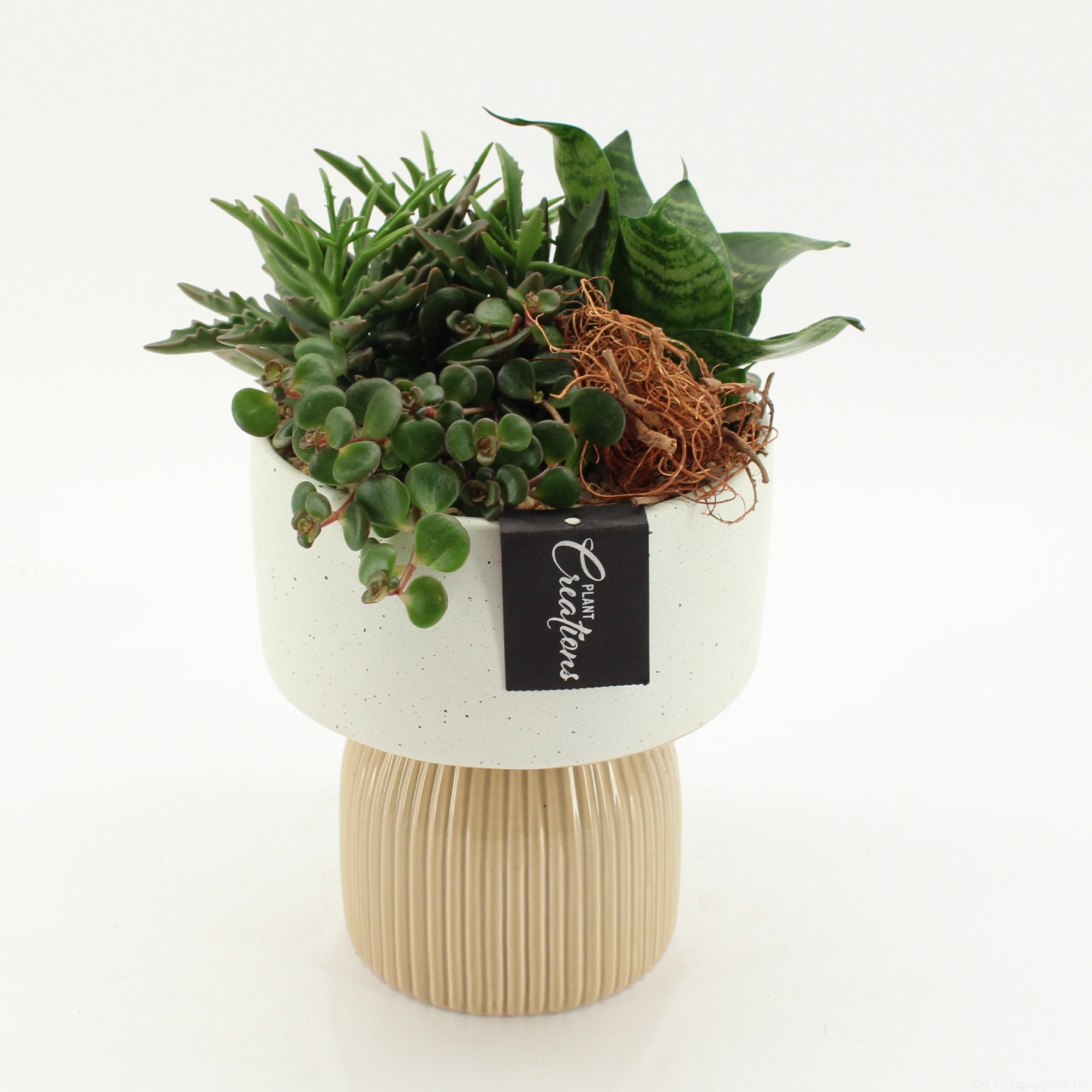 SUCR-2627 Succulent Essentials, D 16